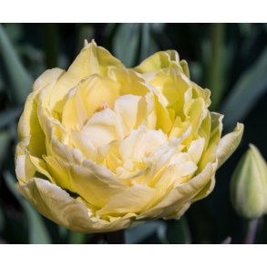 Tulipan Yellow Mountain