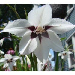 Acidanthera Murielie