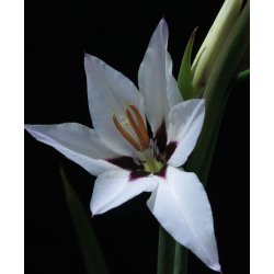 Acidanthera Murielie