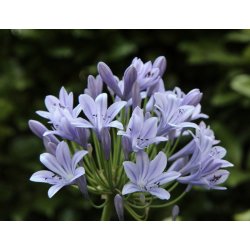 Agapanthus Silberpfeil