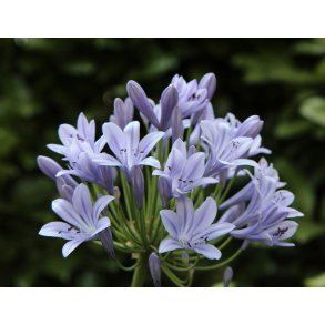 Agapanthus Silberpfeil