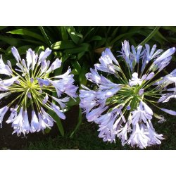 Agapanthus Silberpfeil