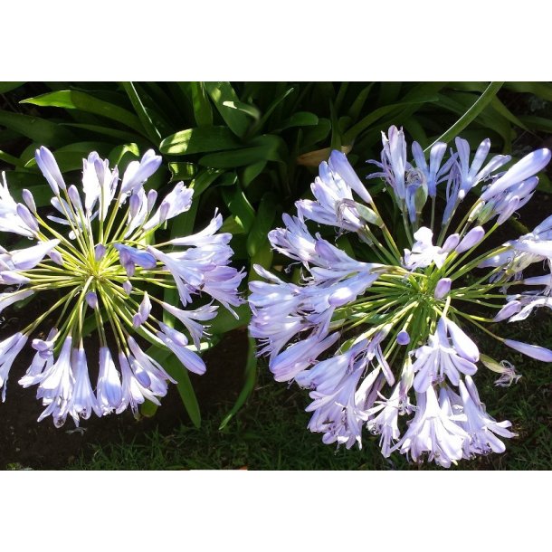 Agapanthus Silberpfeil