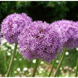 Allium Aflatunense