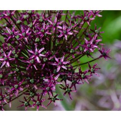 Prydlg Atropurpureum