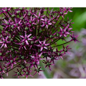 Prydlg Atropurpureum