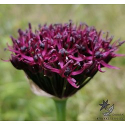 Prydlg Atropurpureum