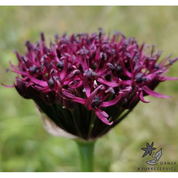 Prydlg Atropurpureum