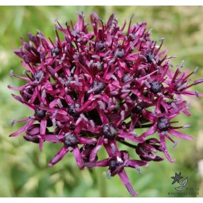 Prydl�g Atropurpureum