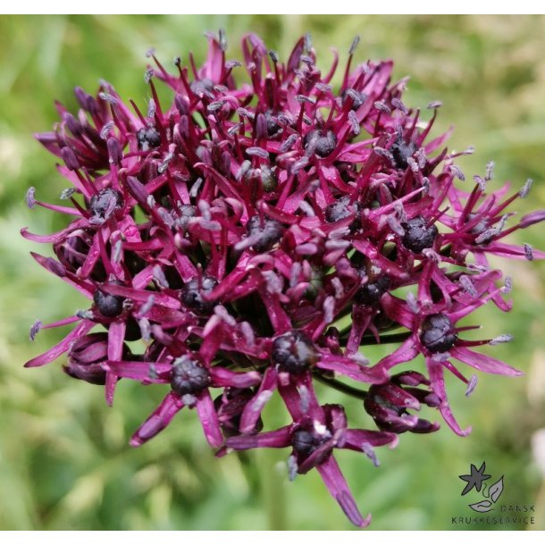 Prydlg Atropurpureum