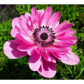 Anemone Admiral