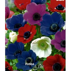 Anemone de Caen, Mix