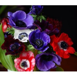 Anemone de Caen, Mix