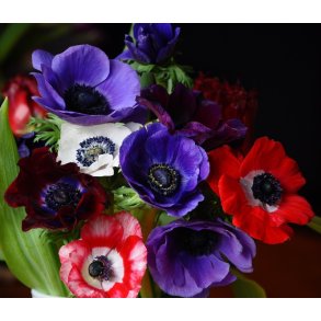 Anemone de Caen, Mix