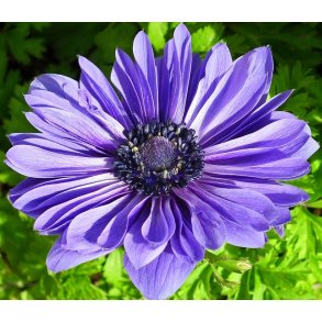 Anemone Lord Lieutenant