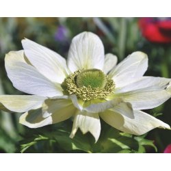 Anemone Mount Everest