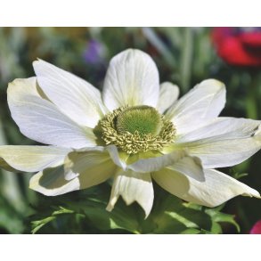 Anemone Mount Everest