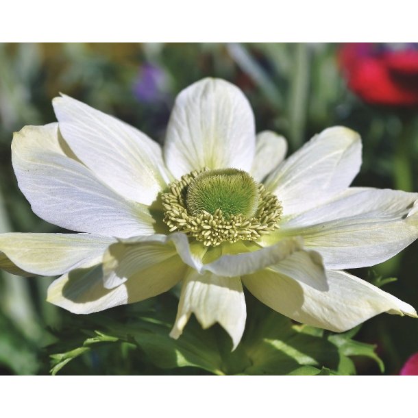 Anemone Mount Everest