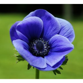 Anemone Mr. Fokker