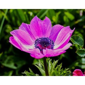 Anemone Sylphide