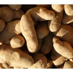 Asparges Lggekartofler 1,5 kg