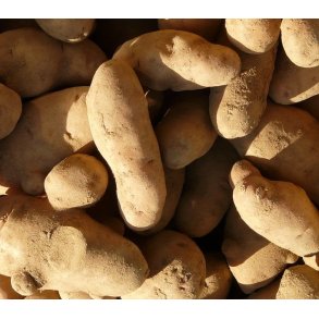 Asparges Lggekartofler 1,5 kg