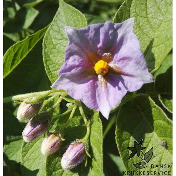 Asparges Lggekartofler 1,5 kg