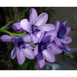 Babiana stricta, Mix