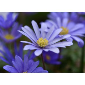 Balkananemone Blue Shades