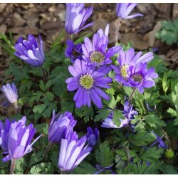 Balkananemone Blue Shades