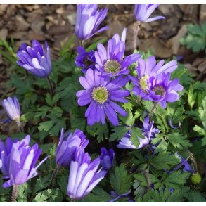 Balkananemone Blue Shades