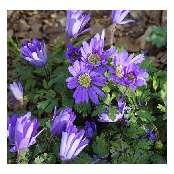 Balkananemone Blue Shades