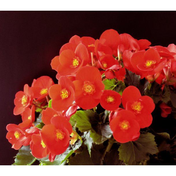 Begonia multiflora Flamboyant