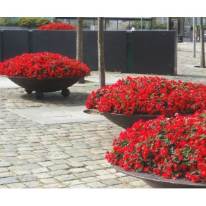 Begonia multiflora Flamboyant