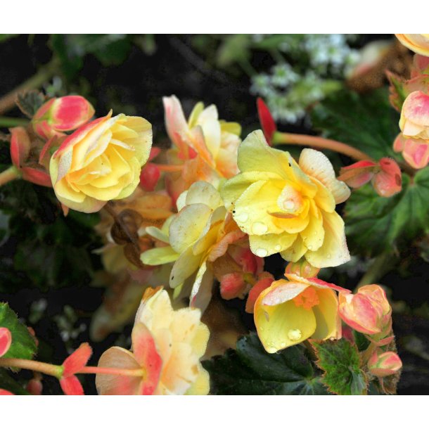 Begonia multiflora Helene Harms