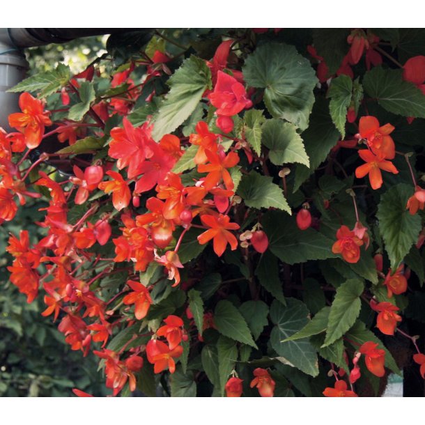 Begonia Bertinii Skaugum