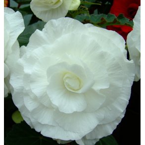Begonia, Dobbelt Hvid