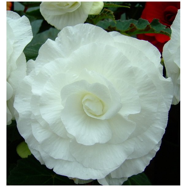 Begonia, Dobbelt Hvid