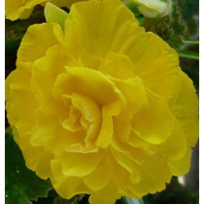 Begonia, Dobbelt Gul