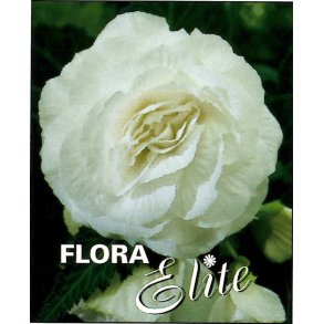 Begonia, Dobbelt Hvid