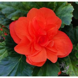Begonia, Dobbelt Orange