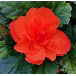 Begonia, Dobbelt Orange