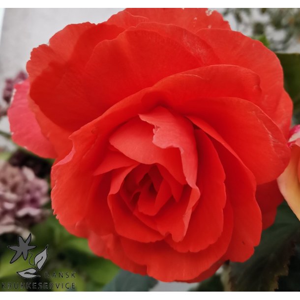 Begonia, Dobbelt Orange