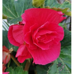 Begonia, Dobbelt Pink