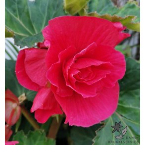 Begonia, Dobbelt Pink