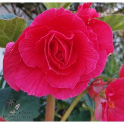 Begonia, Dobbelt Pink
