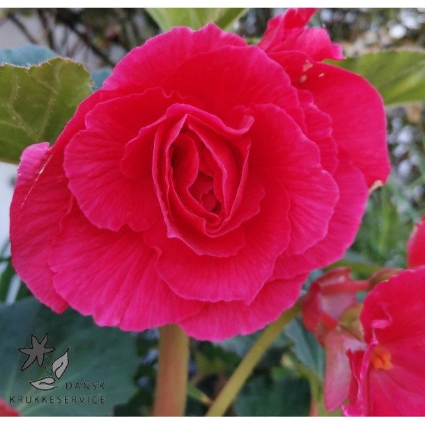 Begonia, Dobbelt Pink