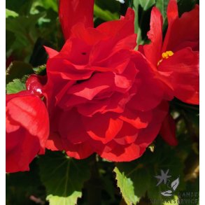 Begonia, Dobbelt Rd