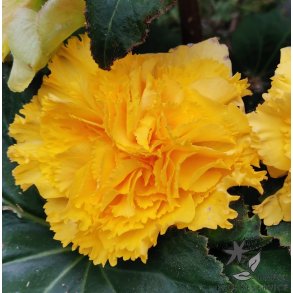 Begonia, Frynset Gul