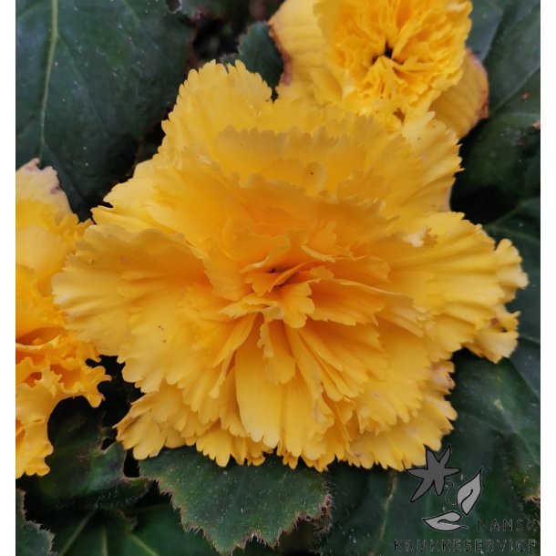 Begonia, Frynset Gul